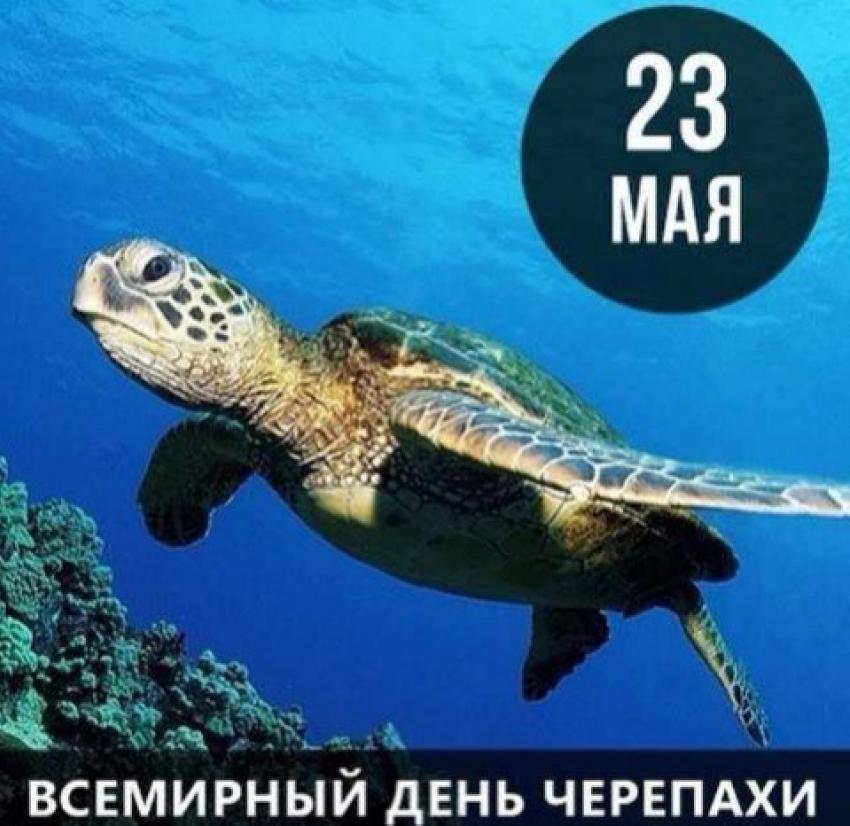 23 мая во многих странах отмечается Всемирный день черепахи.