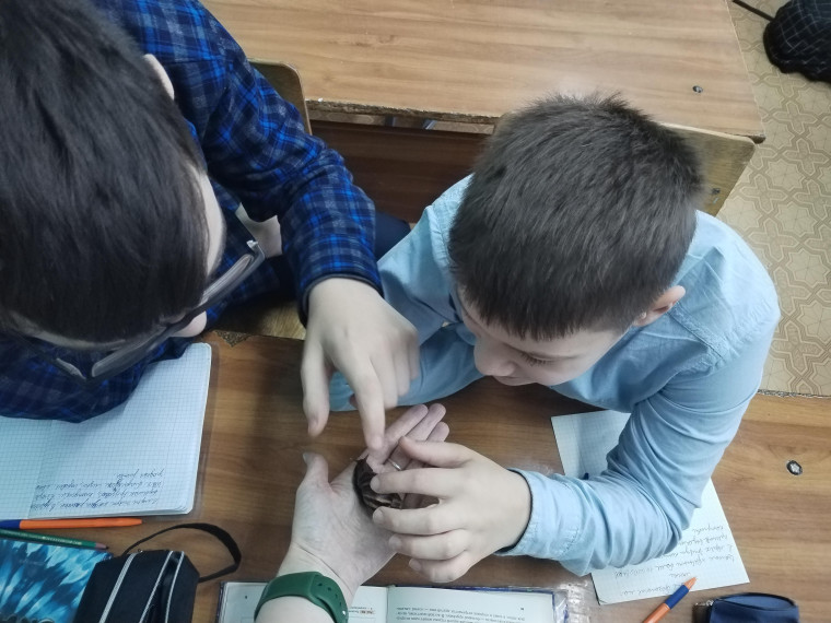 "Класс Брюхоногие моллюски".